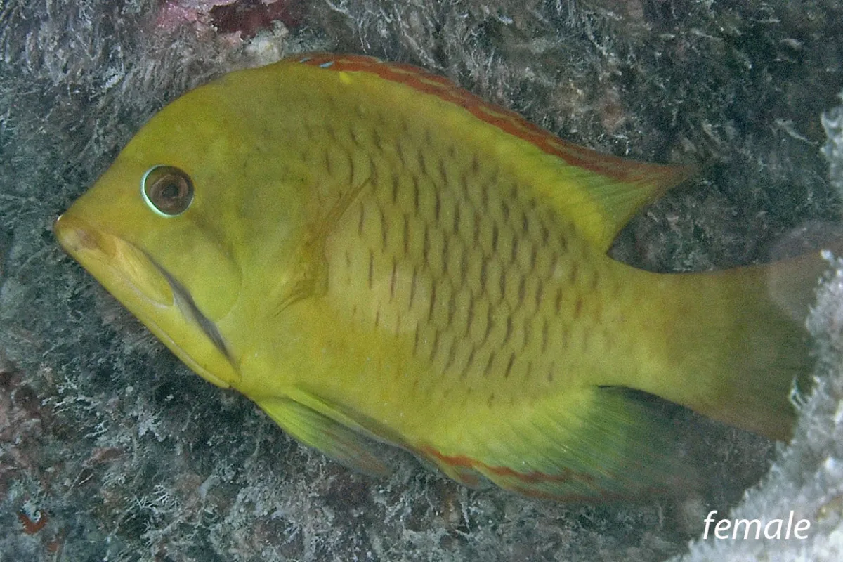  On rencontre ce poisson sur les pentes externes, mais aussi dans les eaux calmes et claires des lagons.