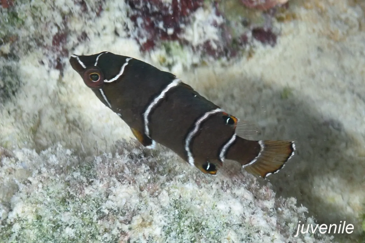 Its mouth is filled with long jaws that are retractable and can be projected forward into a tune that allow it to suck in prey.