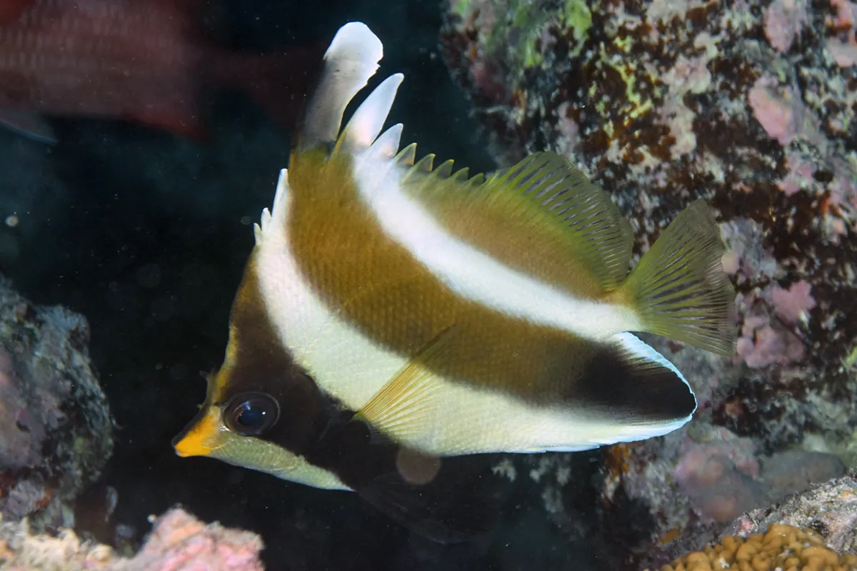 Ce petit poisson fait parti de la même famille que les poissons papillons.