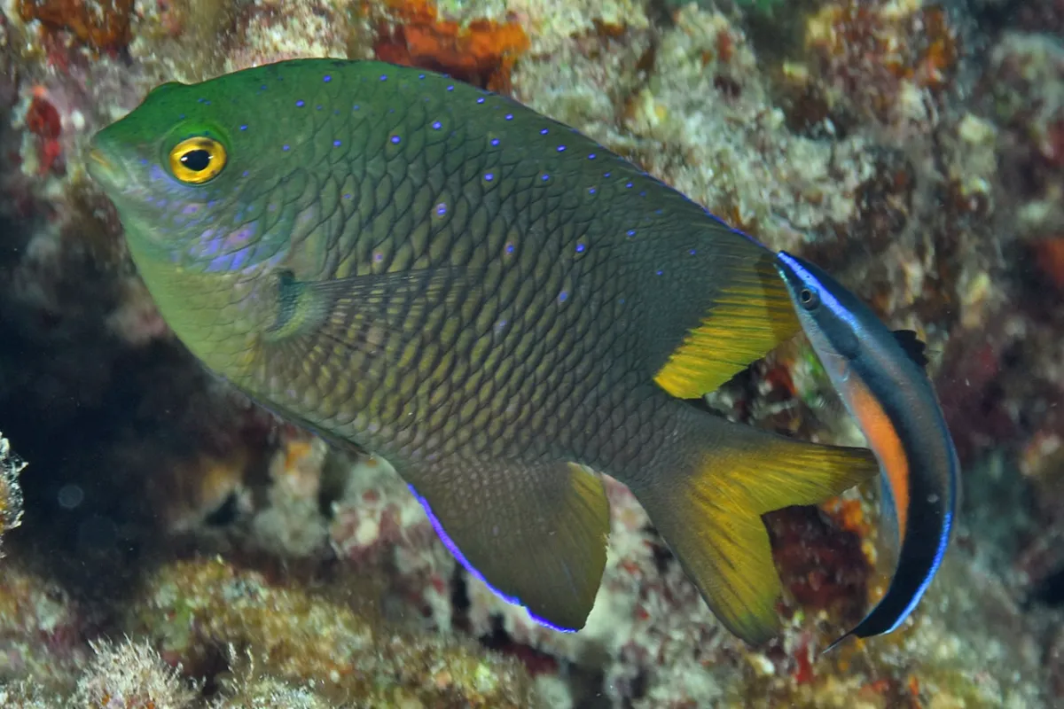 Fish present themselves at cleaning “stations” to benefit from the cleaning.