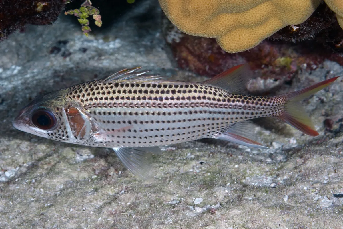 Very bright silver lagoon fish