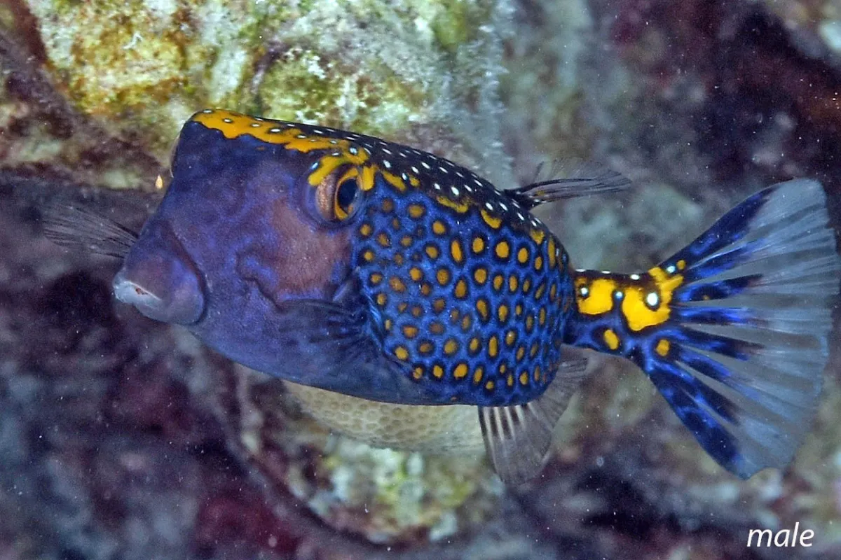 It mostly lives in cavities in the external slope. It is rarely in the lagoon but has been observed in Tetiaroa’s lagoon.