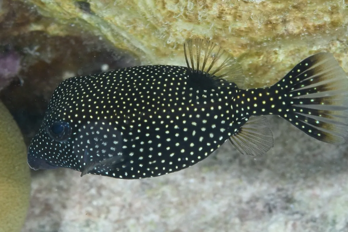 Reste rare en lagon, mais déjà observé plusieurs fois dans celui de Tetiaroa.