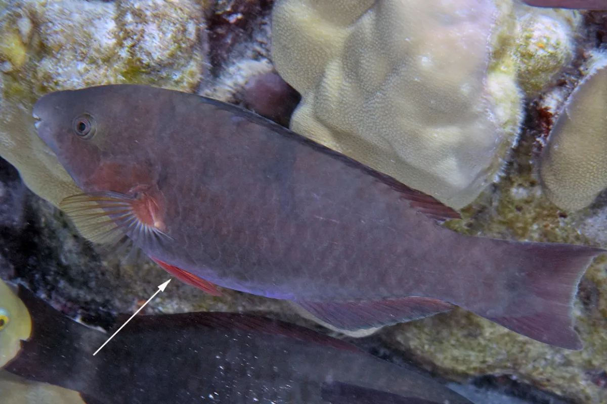 Parrot fish come in all colors