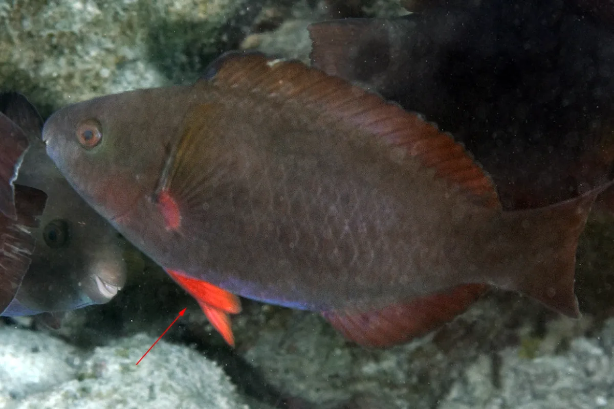 They eat algae that grows on coral