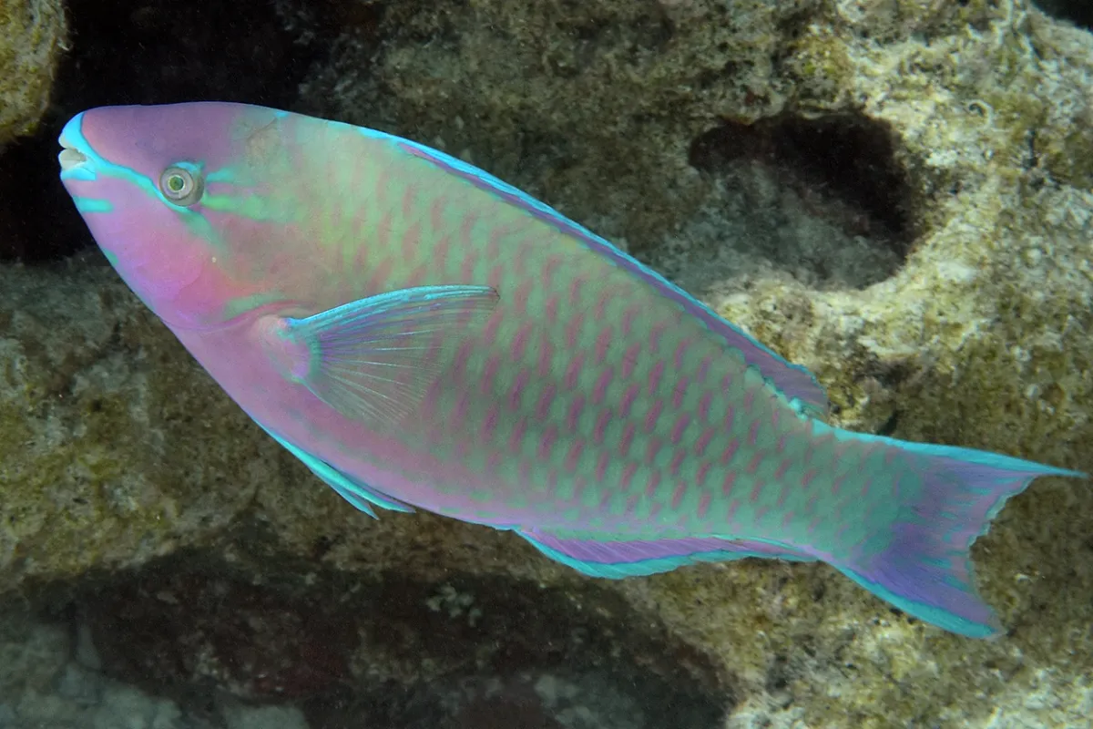 They are the primary living producers of coral sand.