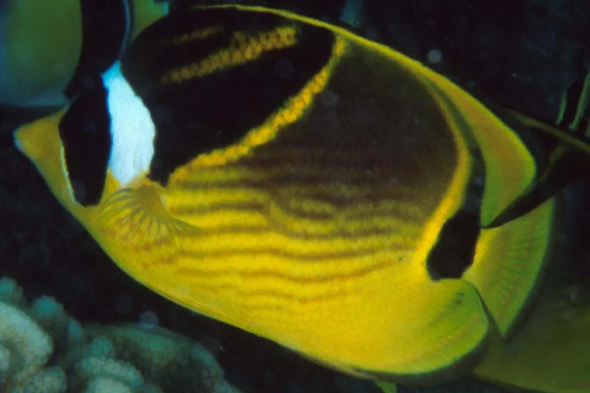 Le poisson papillon tient son nom du masque noir et blanc qui couvre ses yeux, rappelant le raton laveur.