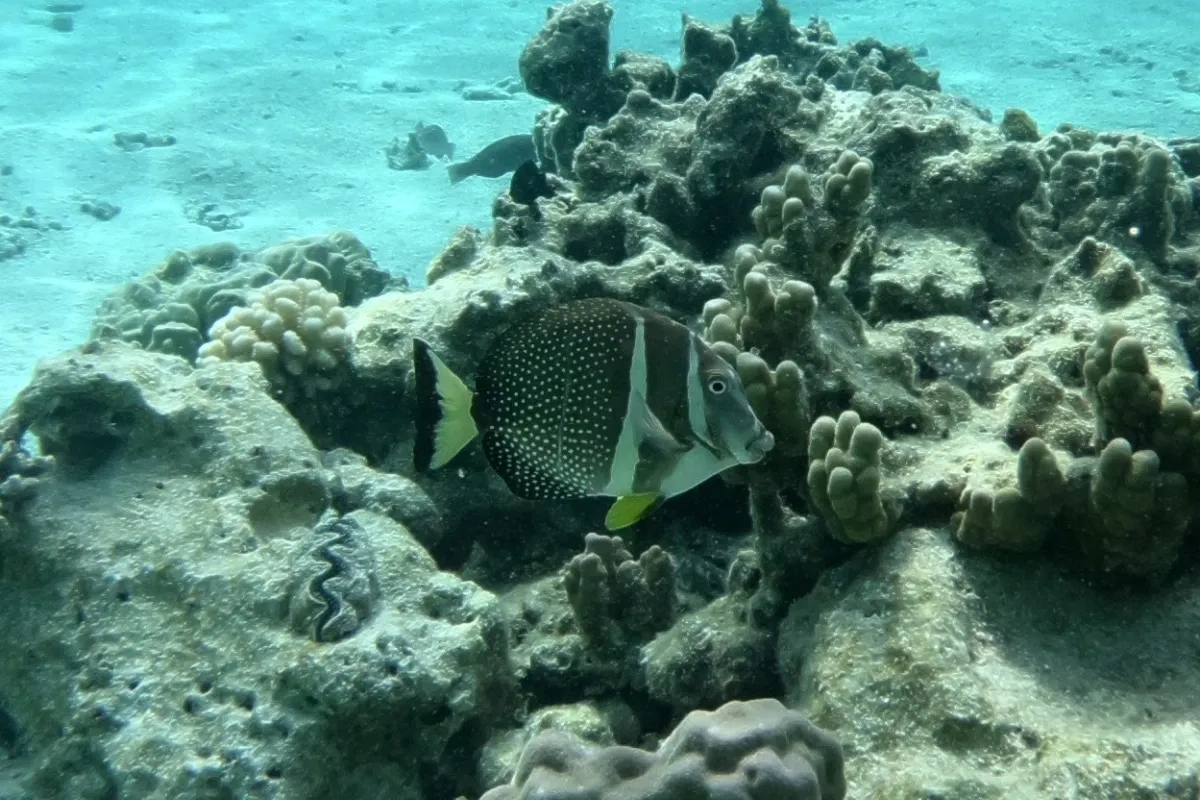 This fish is found along the rocky shores and in furrows adjacent to the barrier reef.