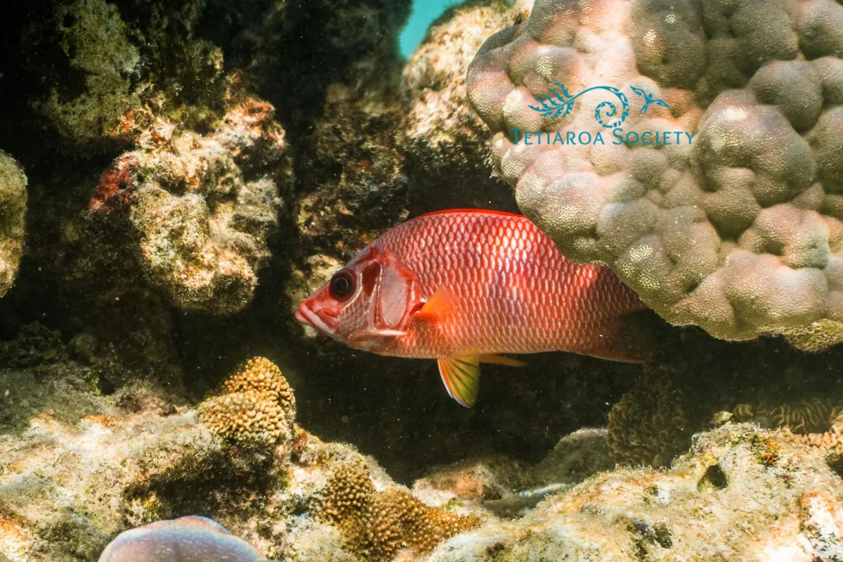 Giant squirrelfish 