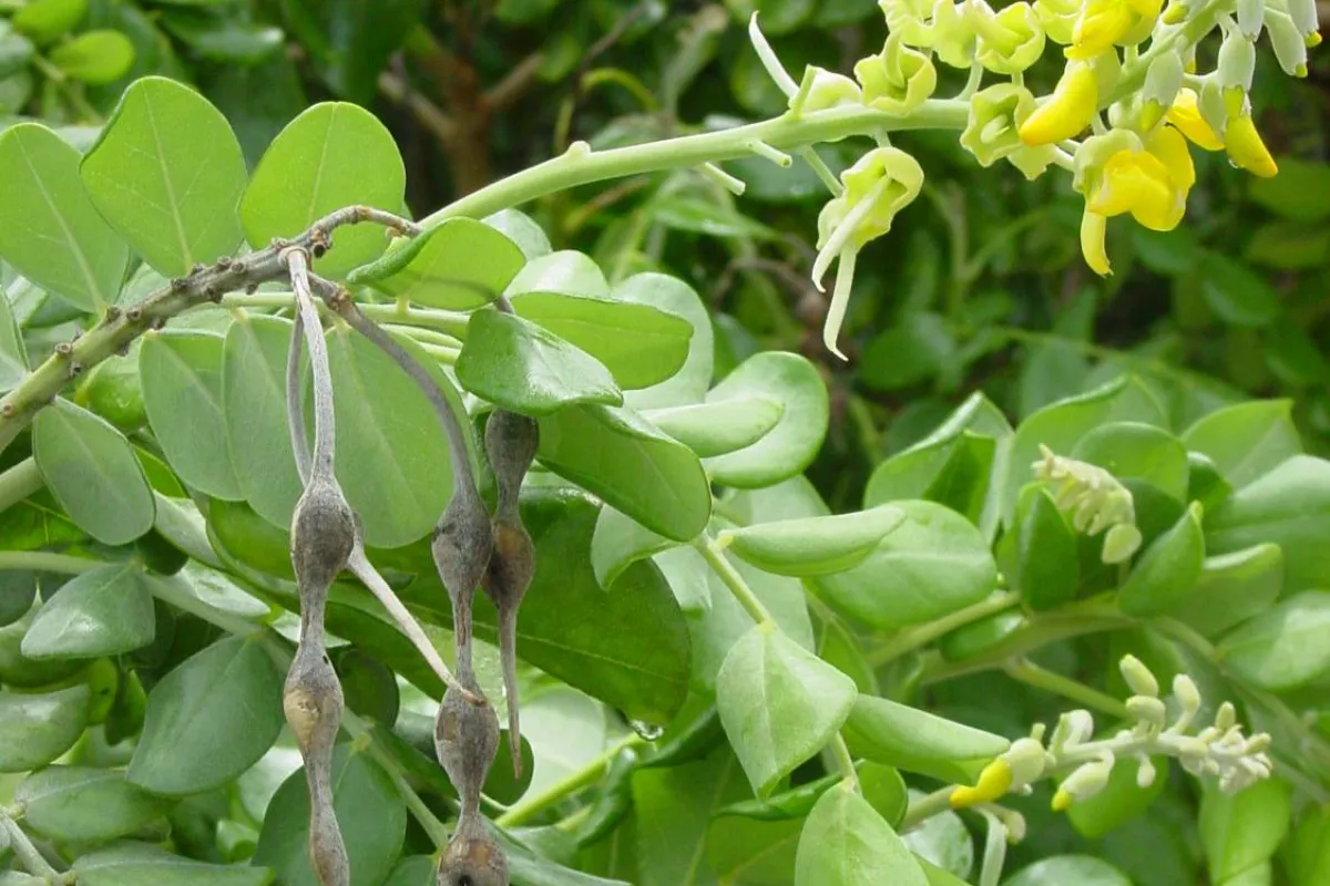 Sophora tomentosa is a nectar plant for bees and butterflies