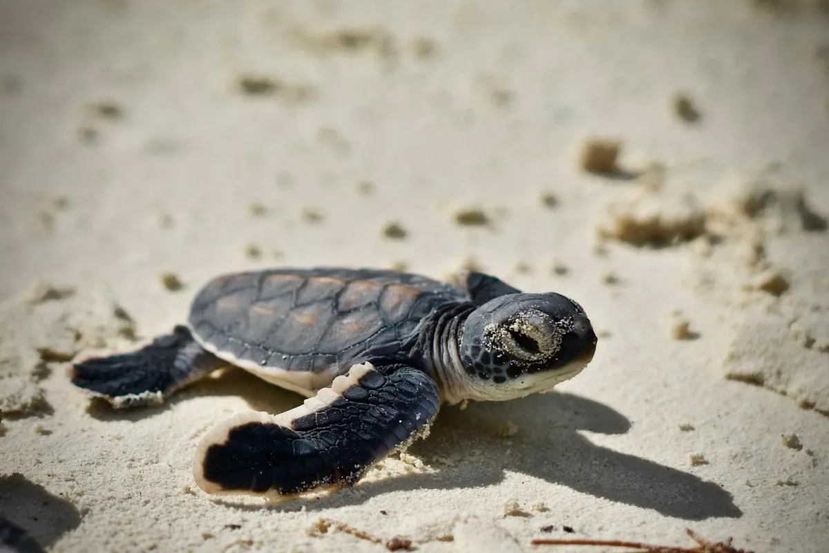  tortue verte juvénile