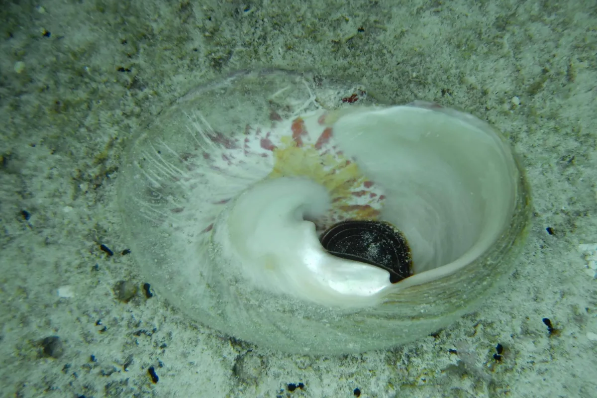 Il aime les têtes de corail et les platiers coralliens dans les zones peu profondes.