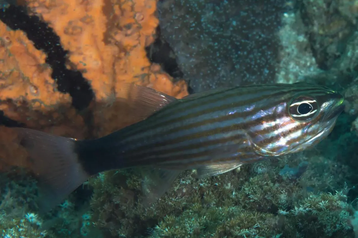 Il vit dans les eaux claires et calmes des récifs abrités et des lagons, se nourrissant de petits poissons, vers et invertébrés.