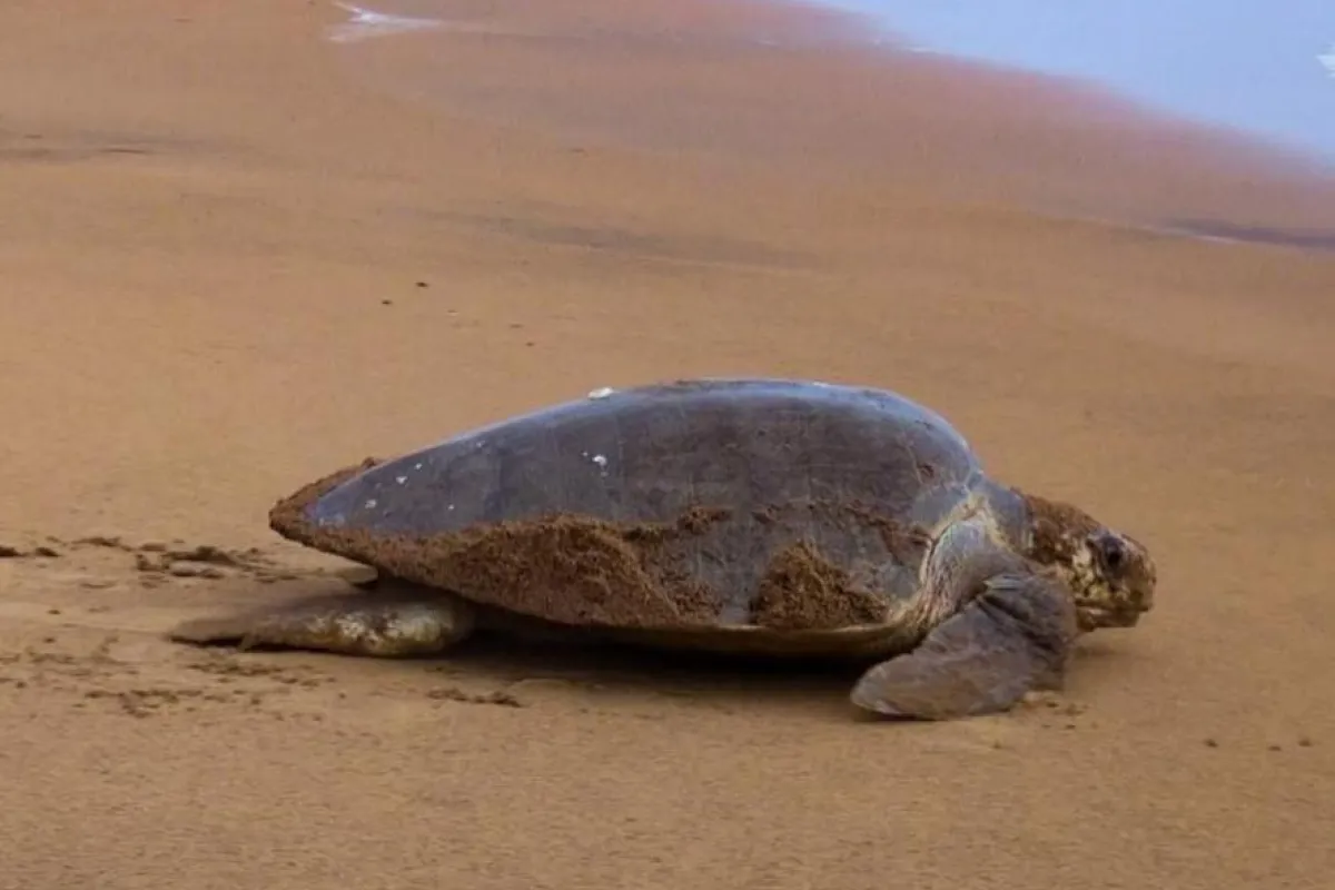 The Olive Ridley turtle is the smallest of the sea turtles and is one of the five species that can be found in French Polynesia.