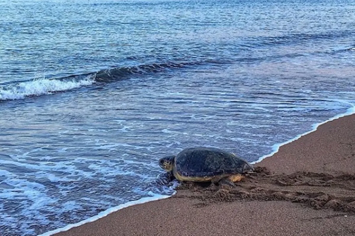 The loggerhead turtle is the second most common marine turtle in the world after the green turtle.