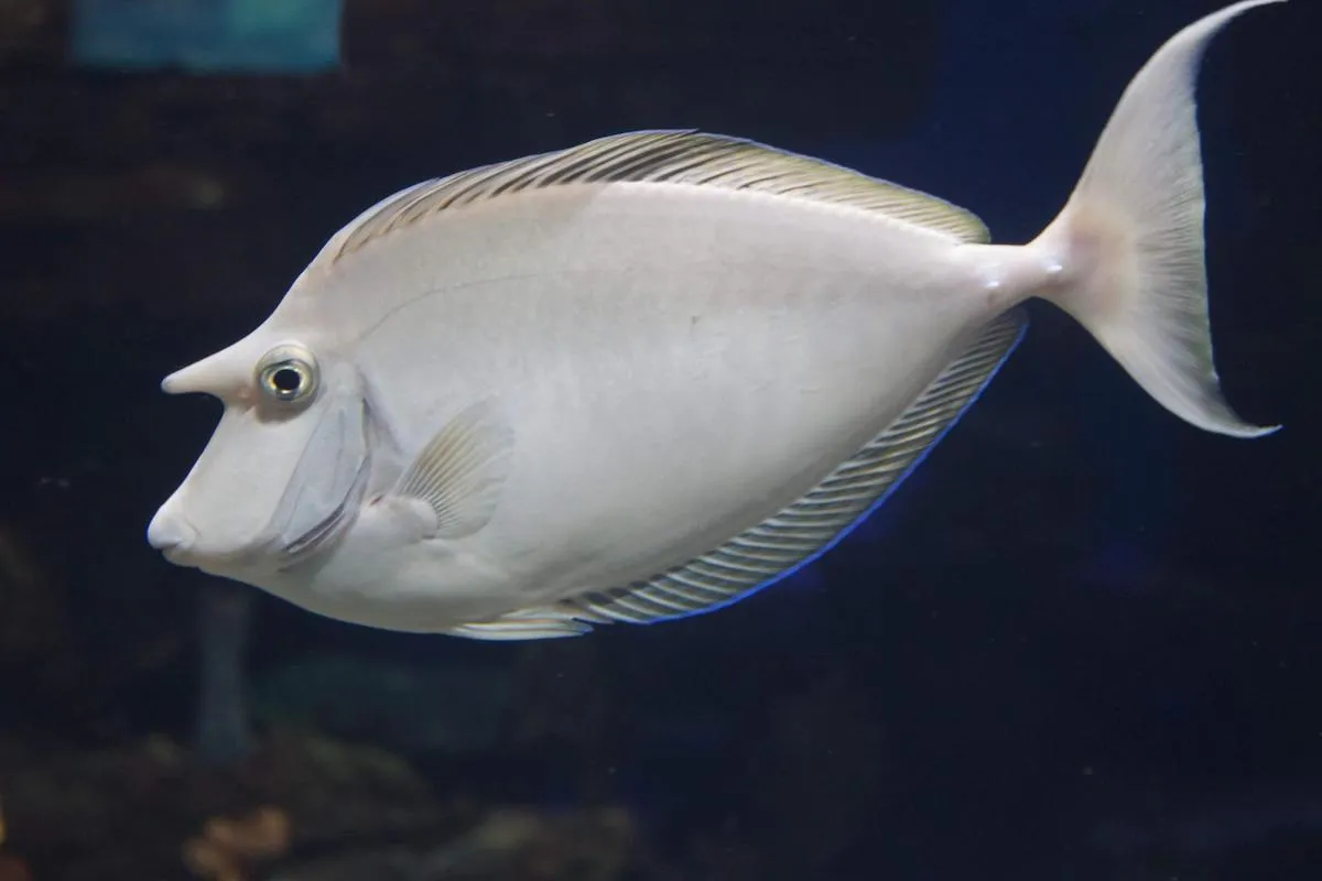 Adults have a truncated tail  with two filaments at the ends.