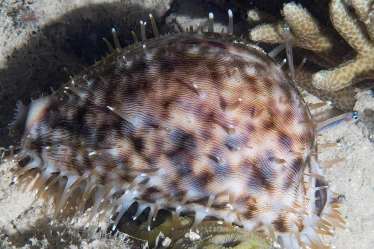 The tiger cowrie is a large, white, shell spotted with black or brown its black and white mantle that can completely cover the shell.