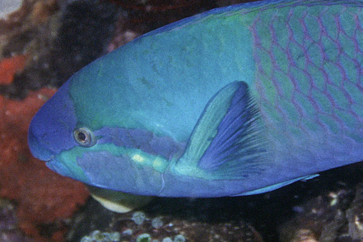 The 'common' parrotfish is anything but...