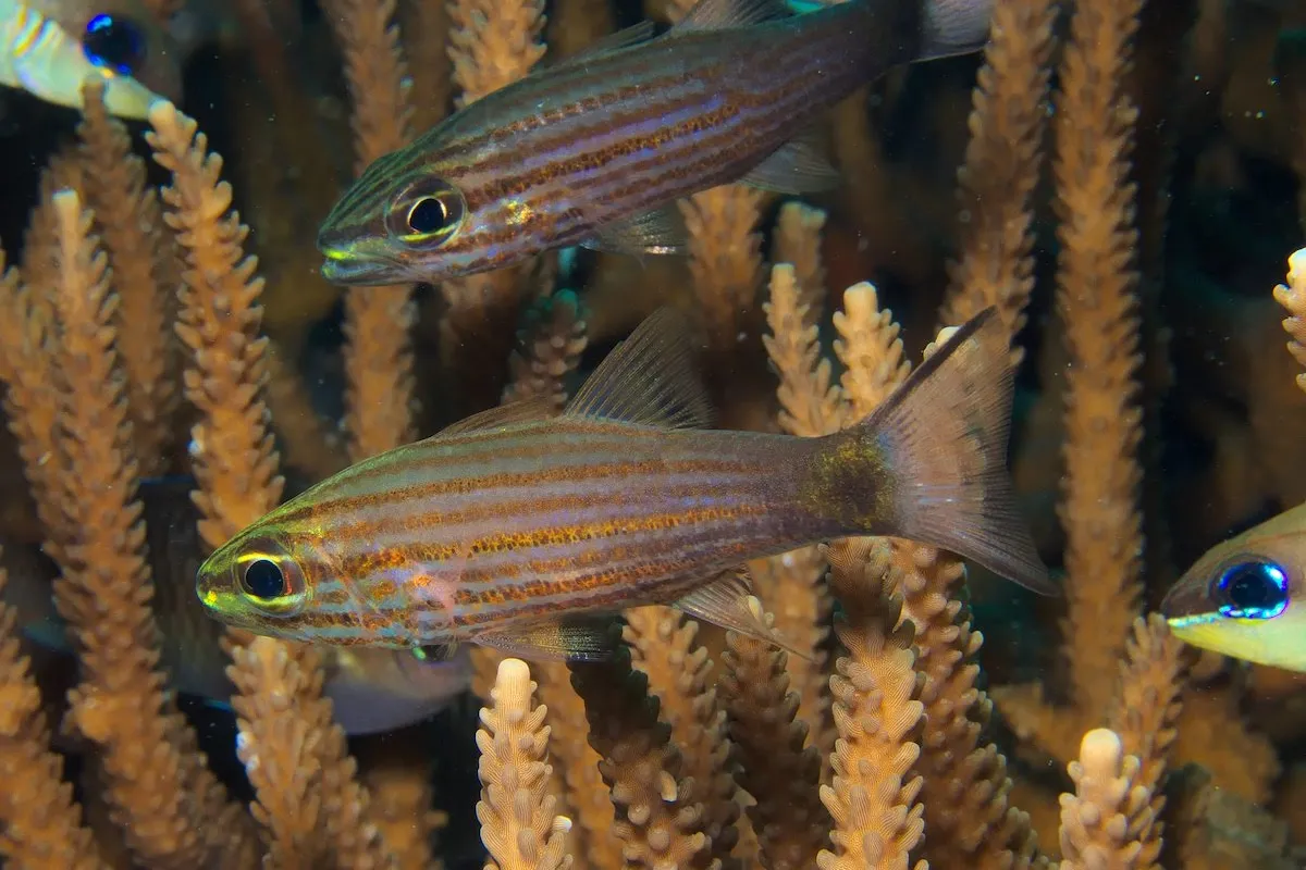 It lives in clear and calm water in sheltered reefs and lagoons.