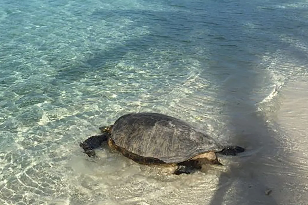 Chelonia mydas on the beach on Tetiaroa atoll