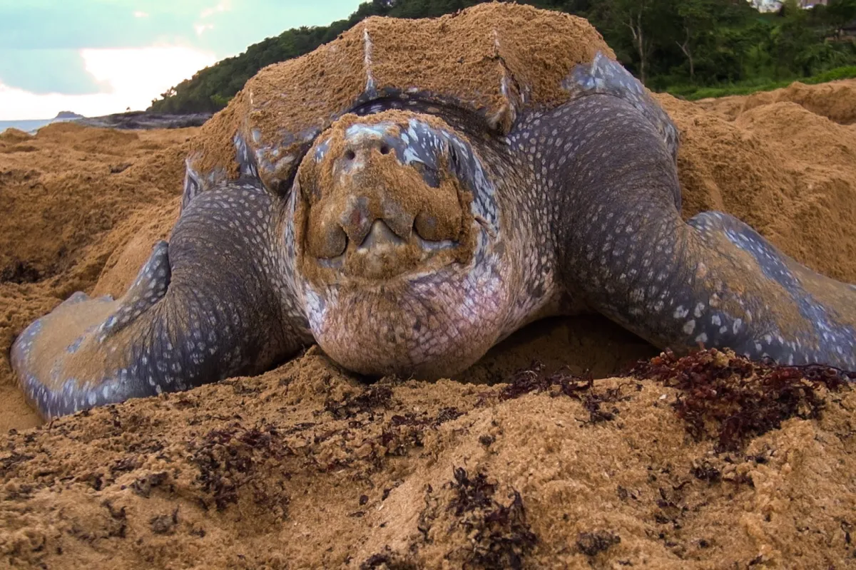 Male and females go back to their birth site and mate offshore, and go on land only to lay eggs.