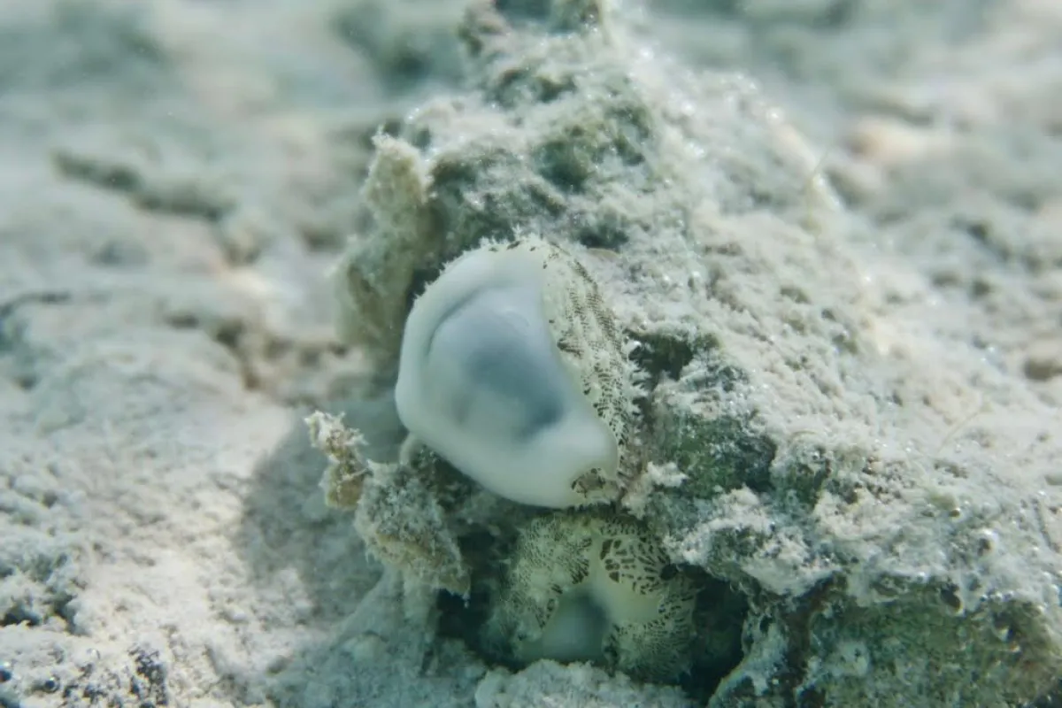 On retrouve ce cauri dans la mer des Caraïbes, l'océan Indien et l'océan Pacifique.