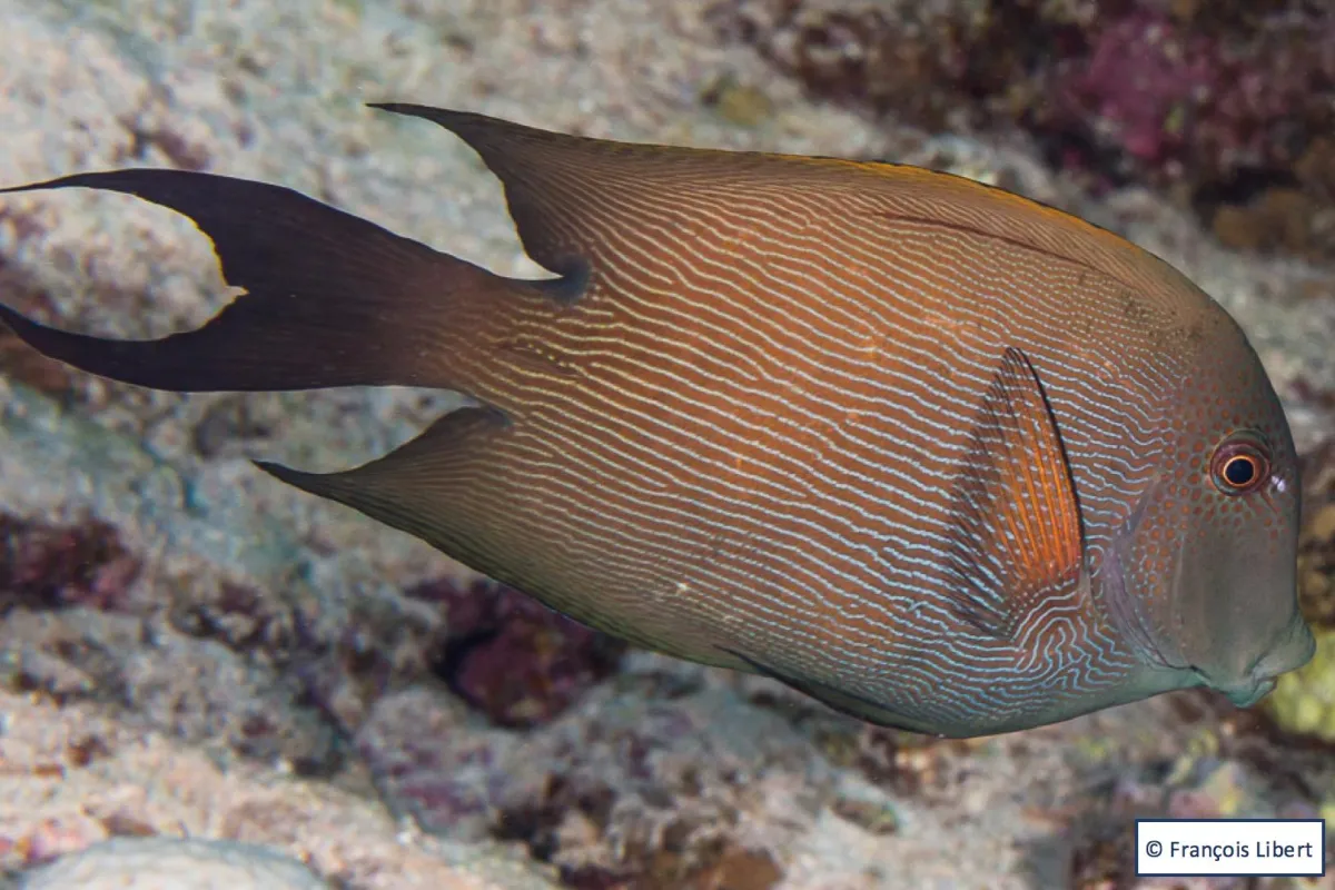 Poisson chirurgien strié 