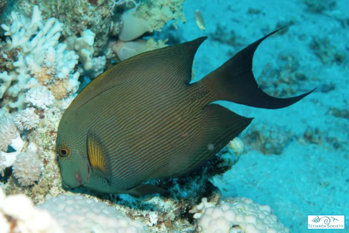 Poisson chirurgien strié qui se nourrit d'algues sur le corail