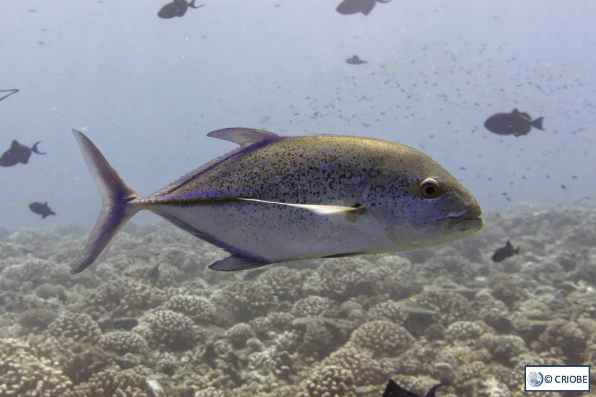 Blue Trevally