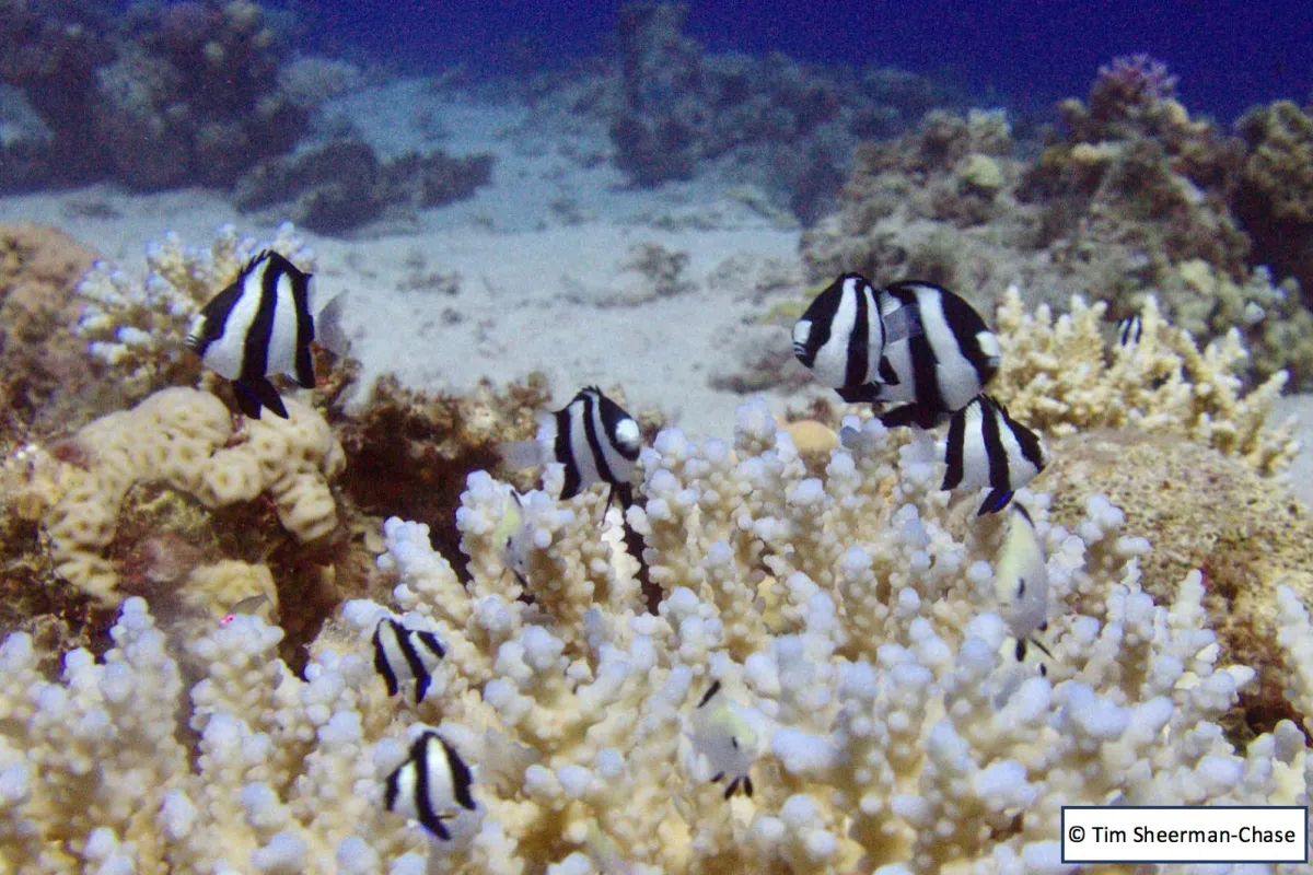 They will take refuge inside the coral at the slightest warning