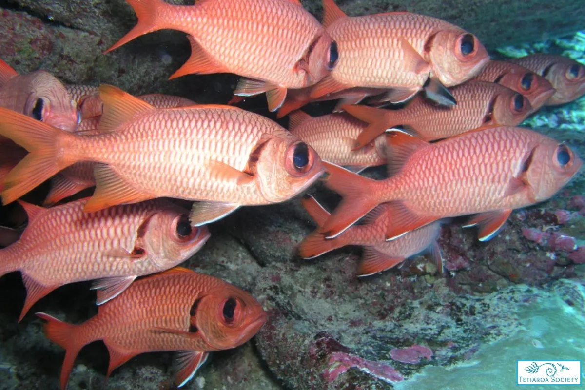 Banc de myripristis à oeillères dans leur grotte 