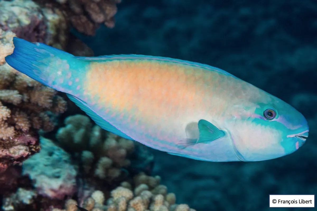 Terminal phase (male) yellow variant