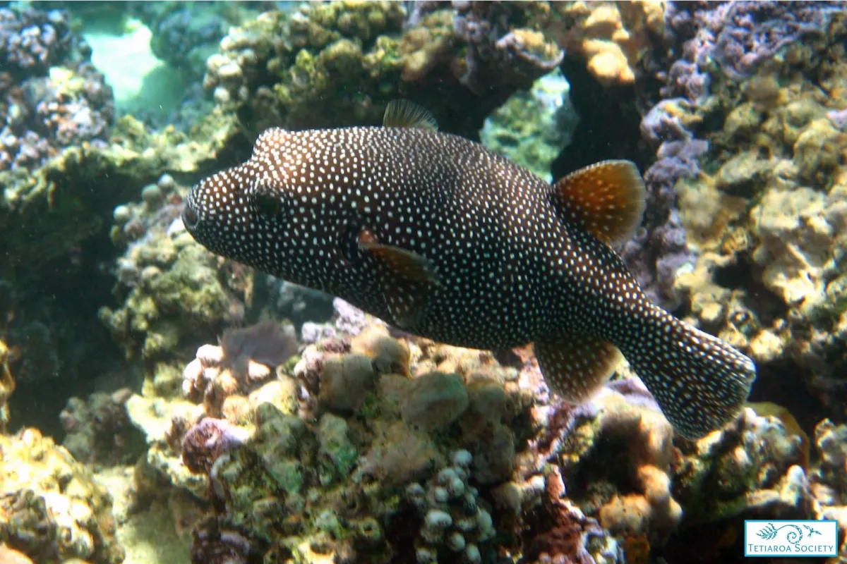 Huehue ‘ere’ere can easily be observed in coral formations