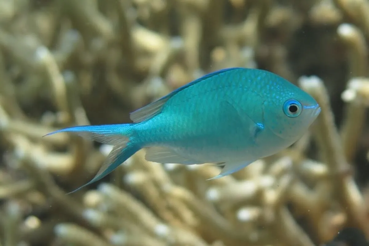 It is distinct with a almond shape, swallow like tail, and its turquoise blue to pale green color.