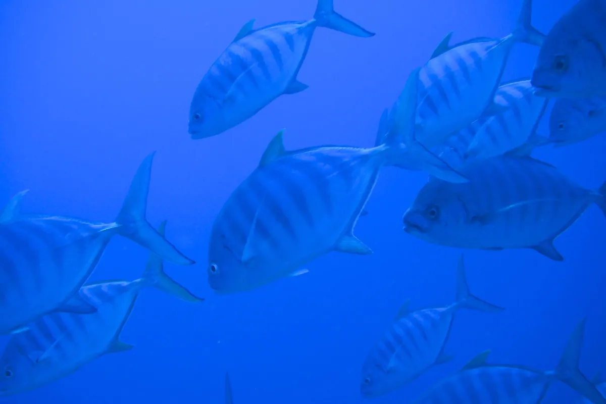 Barred Jacks eat crustaceans, mollusks, and small fish.