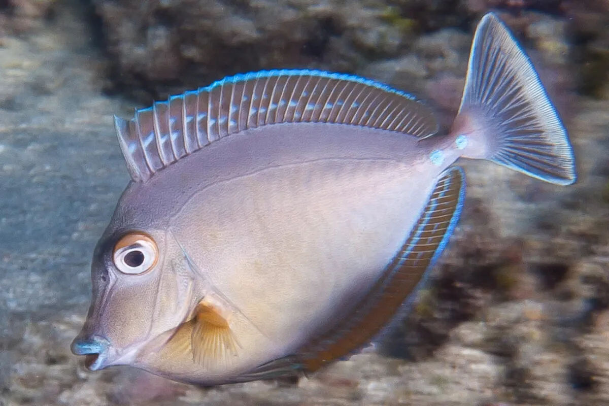 Ume primarily eat leafy algae.