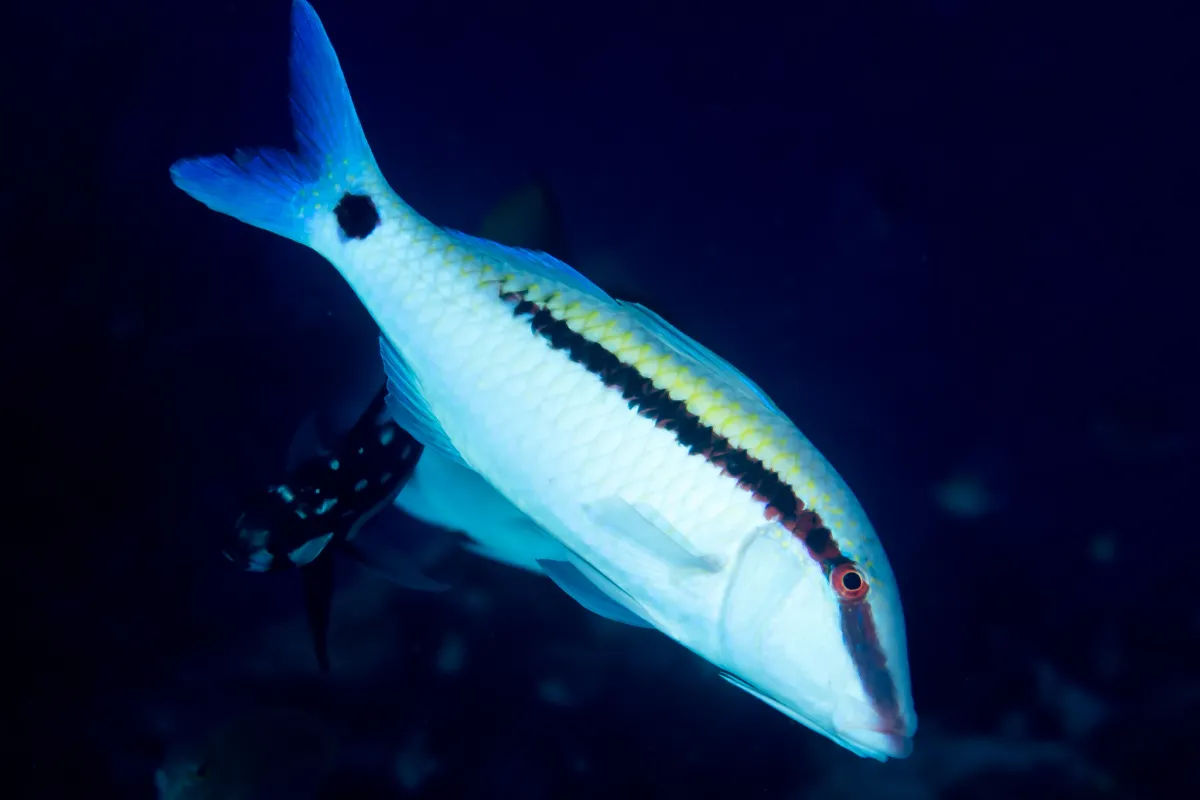 This is the largest goatfish.