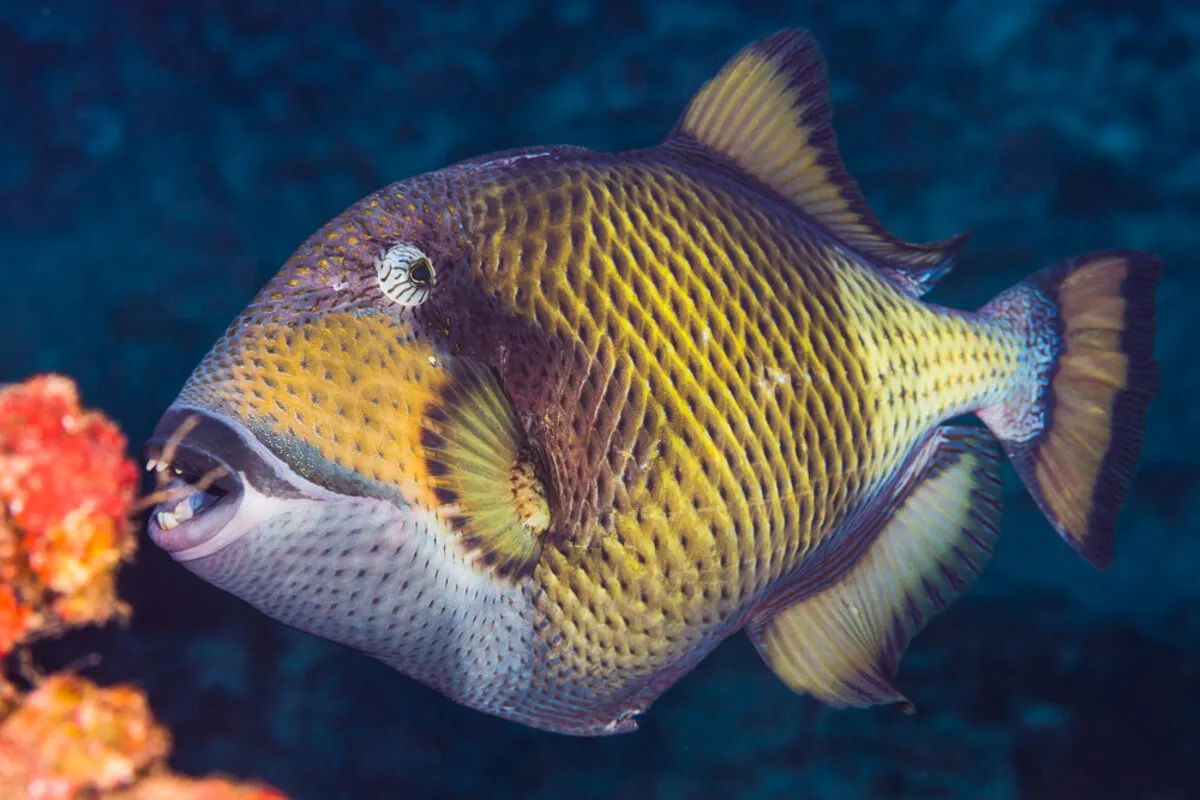 This fish is a solitary animal and very aggressive during nesting season.