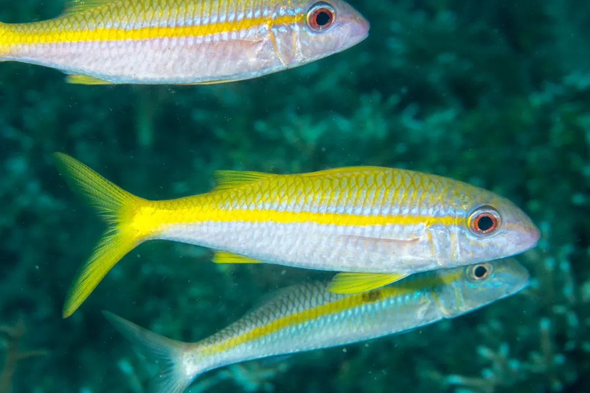 Il possède aussi deux petites moustaches, qui sont en réalité des barbillons olfactifs très sensibles lui servant à dénicher les petites proies dans le sable.