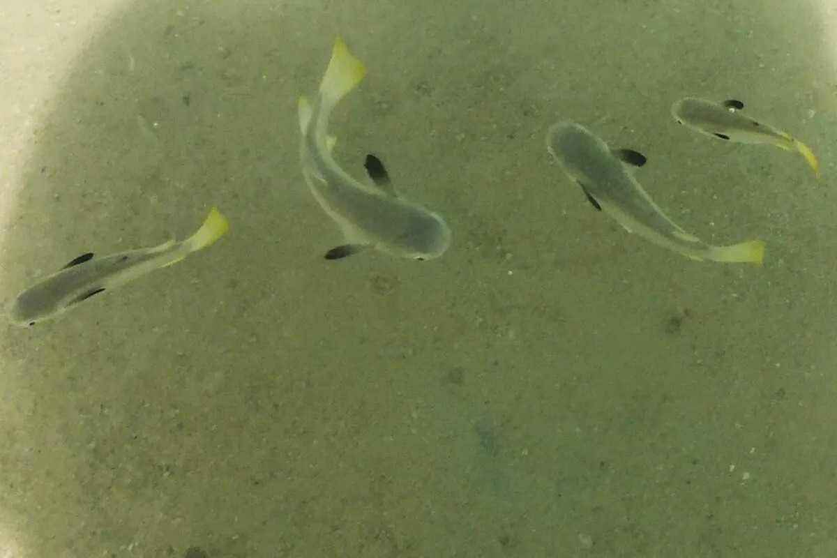 The squaretail mullet is very common in Polynesia and are often found in groups at the surface near shore