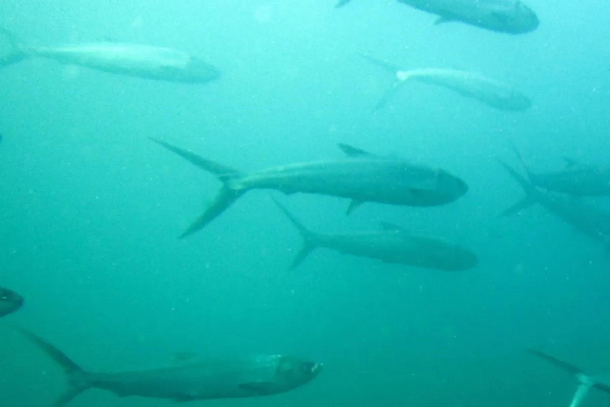 Adults gather in small or large schools near shore or reefs.