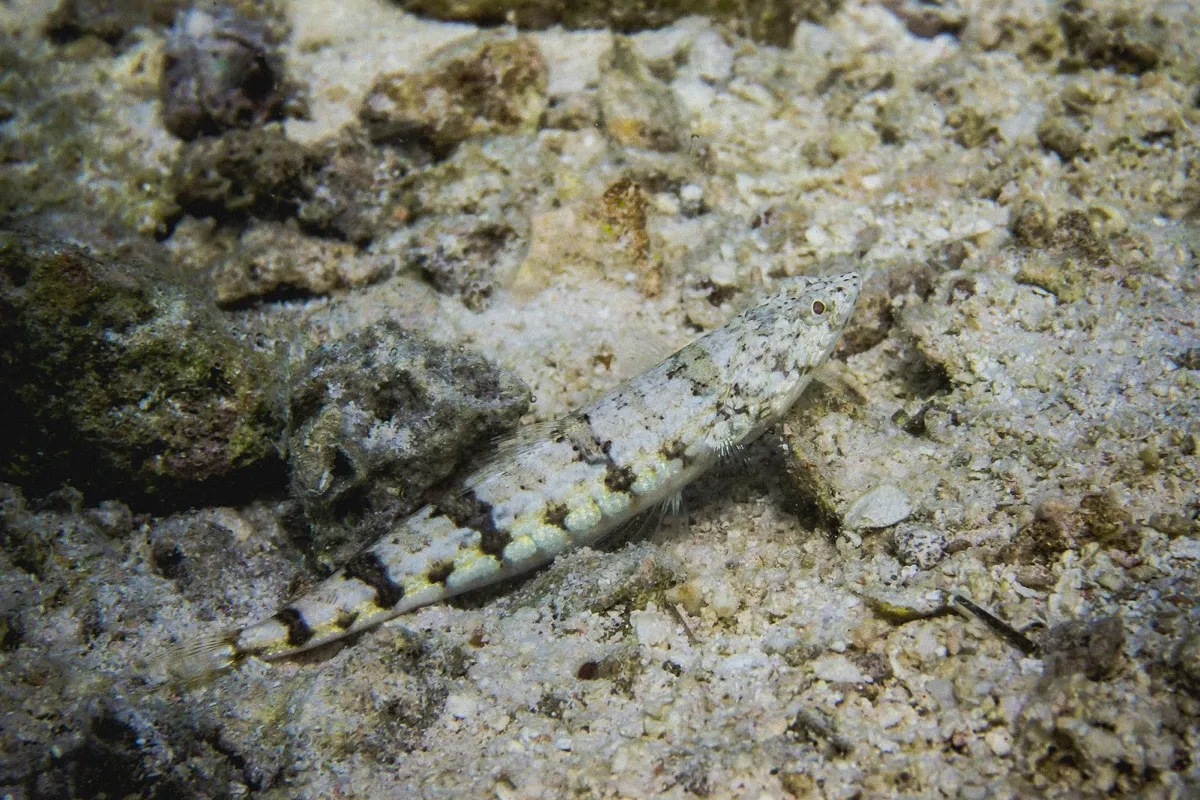 This fish eats small fish and shrimp that it ambushes.