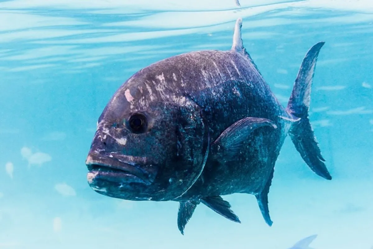 This jackfish is the largest of French Polynesia. It has a silver body with metallic reflections and a broad, curved head.