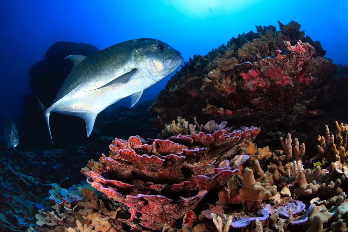 It travels alone or in small groups and spends time in small crevices in the reef looking for prey (crustaceans and other fish).