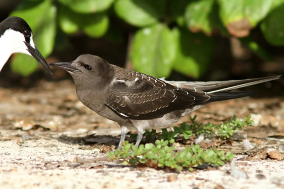 Sooty Tern