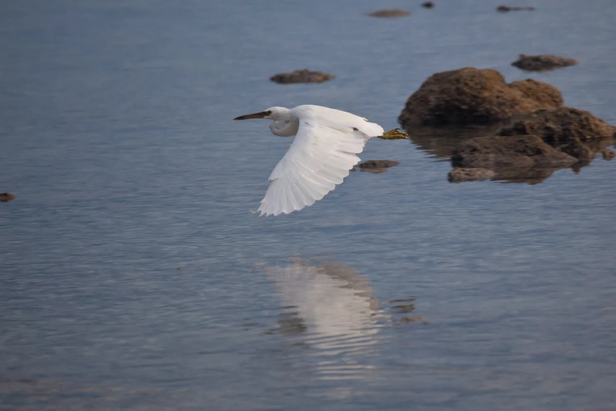 Pacific reef egret fly