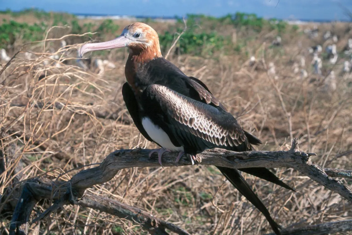 Immature female - Lesser Frigatebird