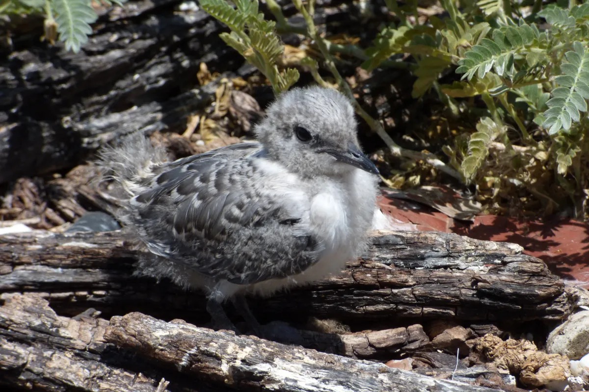 Grey-Backed Tern at juvenile stage