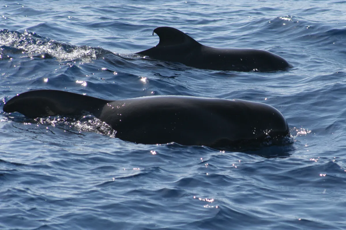 Short-finned pilot whales pods often occur in groups of 25 to 50 animals.