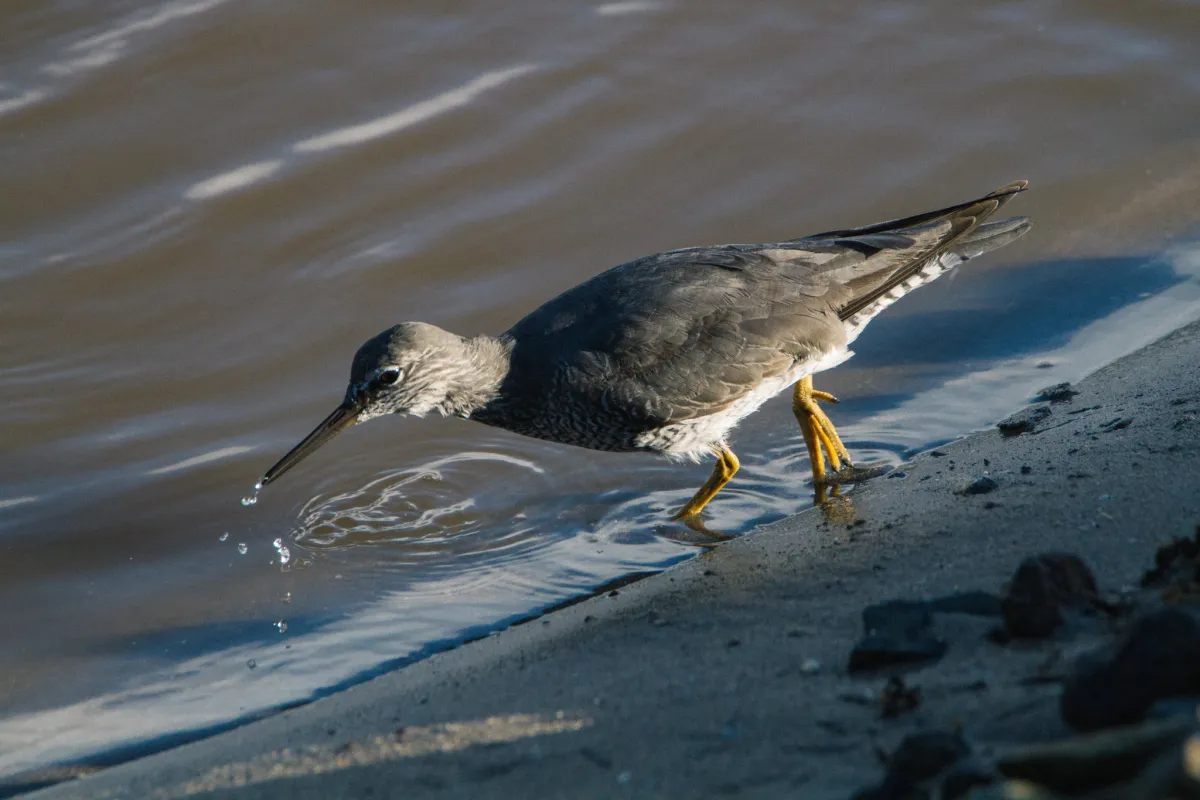 Wandering tattler